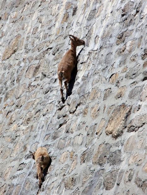 Mountain Goats Climbing Vertical