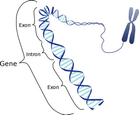 Download Wikijournal Of Medicine/eukaryotic And Prokaryotic - Gene Exon And Intron - Full Size ...