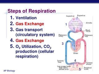 PPT - Steps of Respiration PowerPoint Presentation, free download - ID:3650279