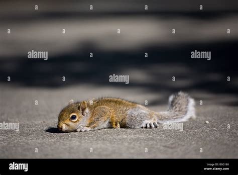 Baby gray squirrel nest hi-res stock photography and images - Alamy