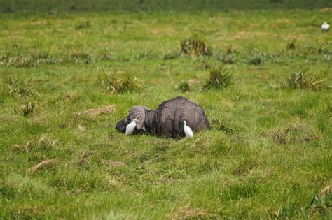 A Baby Elephant is Sleeping Stock Image - Image of high, follow: 153727305