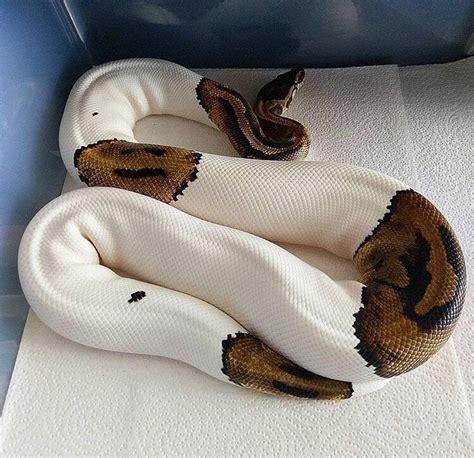 Piebald python : pics