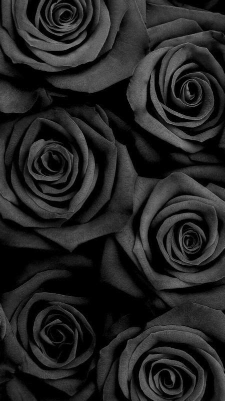 536 Wallpaper Black Rose Images - MyWeb