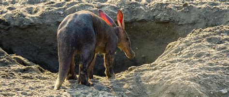 Aardvark | African Wildlife Foundation