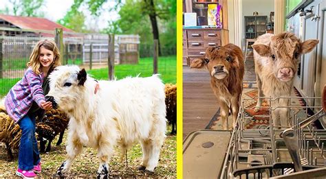 Newest Trend: Mini Cows As Pets