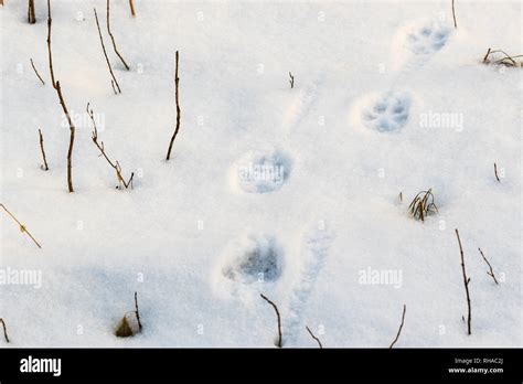 Coyote tracks in snow hi-res stock photography and images - Alamy