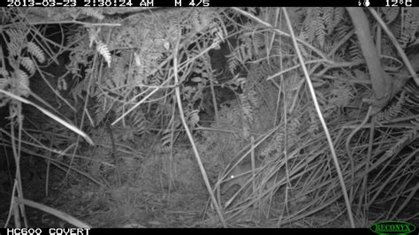 Long-nosed Bandicoot update – Glenburn – UGLN