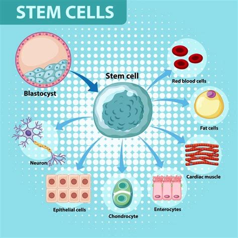 Types Of Stem Cells