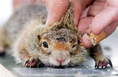 Threatened ground squirrel could halt Idaho dam expansion | The ...