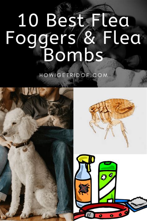 10 Best Flea Foggers And Flea Bombs - How I Get Rid Of