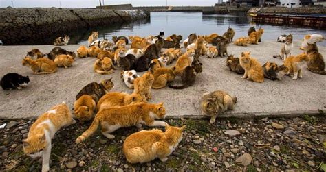 35 Photos Inside Aoshima, Japan's 'Cat Island'