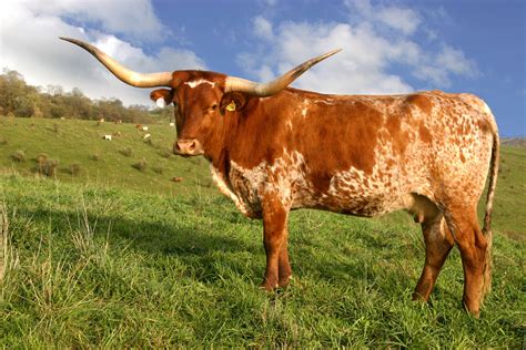 A Texas longhorn, first brought up from Mexico on cattle drives. There ...