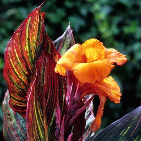 Canna Tropicanna 9cm - GreenAndGorgeousGarden.co.uk