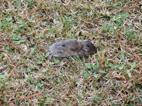 Central Louisiana Birding & Wildlife: The Woodland Vole