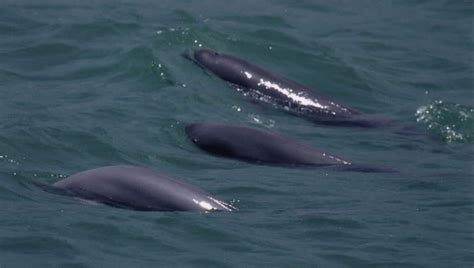 Indo-Pacific finless porpoise - Whale & Dolphin Conservation Australia