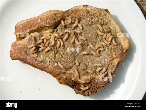 Maggots decomposing meat Stock Photo, Royalty Free Image: 18972971 - Alamy