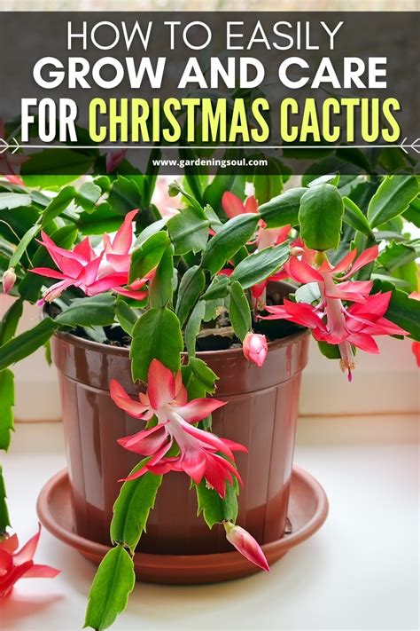 How to Easily Grow and Care for Christmas Cactus