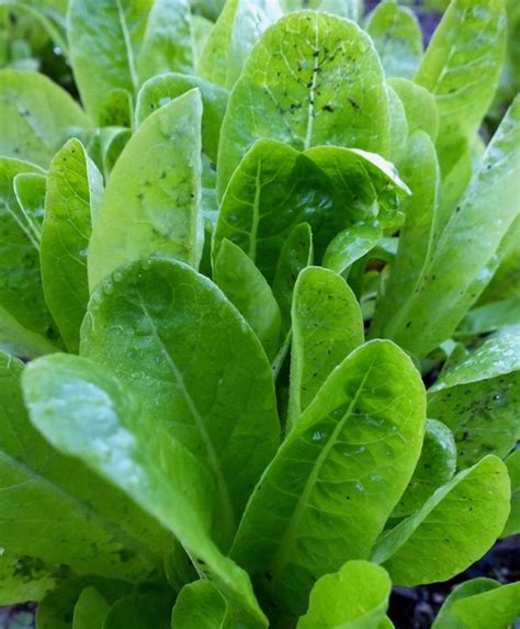 LITTLE GEM BABY ROMAINE LETTUCE 50-70 days. Tightly wrapped, bright green leaves surround a pale ...