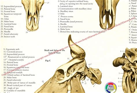 Cow Skull Anatomy Poster 18" X 24" – Body of Elements