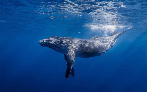 Animaux Baleine HD Fond D'écran