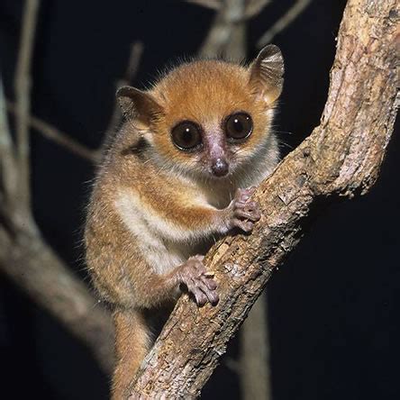 Les activités de conservation des lémuriens par le Groupe d’Etude et de Recherche sur les ...