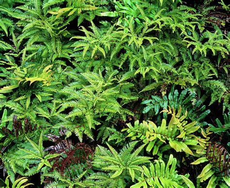 Ferns In Temperate Rainforest Photograph by Simon Fraser/science Photo Library - Pixels