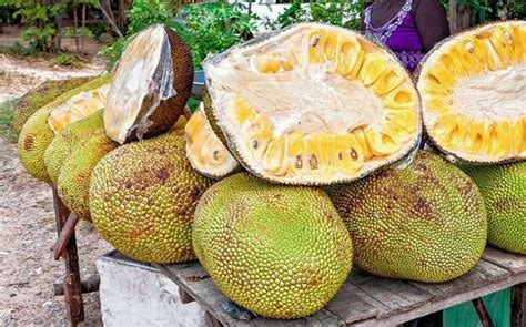 Karnataka farmer to earn Rs 10 lakh from jackfruit tree his father ...