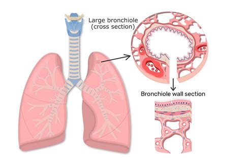 Bronchioles Diagram