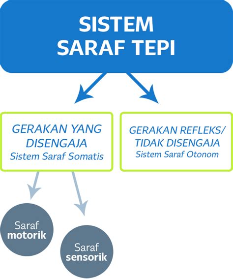 Cara Kerja Sistem Saraf - Homecare24