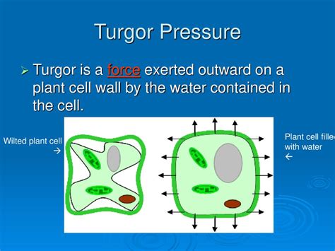 Turgor Pressure. - ppt download