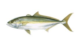 Yellowtail Amberjack Fishing Sydney | Yellowtail Kingfish