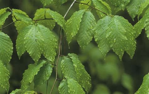 Five Varieties of Beech Trees