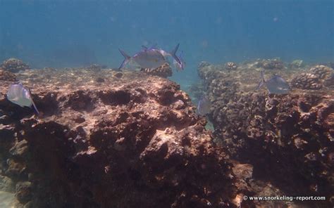 Snorkeling in Napili Bay, Maui | Snorkeling in Hawaii