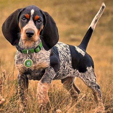 Bluetick Coonhound Wallpapers HD Download