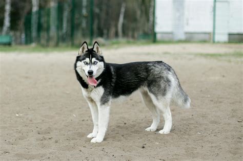 Black and White Siberian Husky on Brown Sand · Free Stock Photo