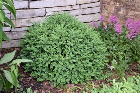 Chicagoland Green Boxwood - Wasco Nursery