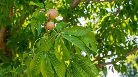 Buckeye Tree: Description, Types, Care, and Uses