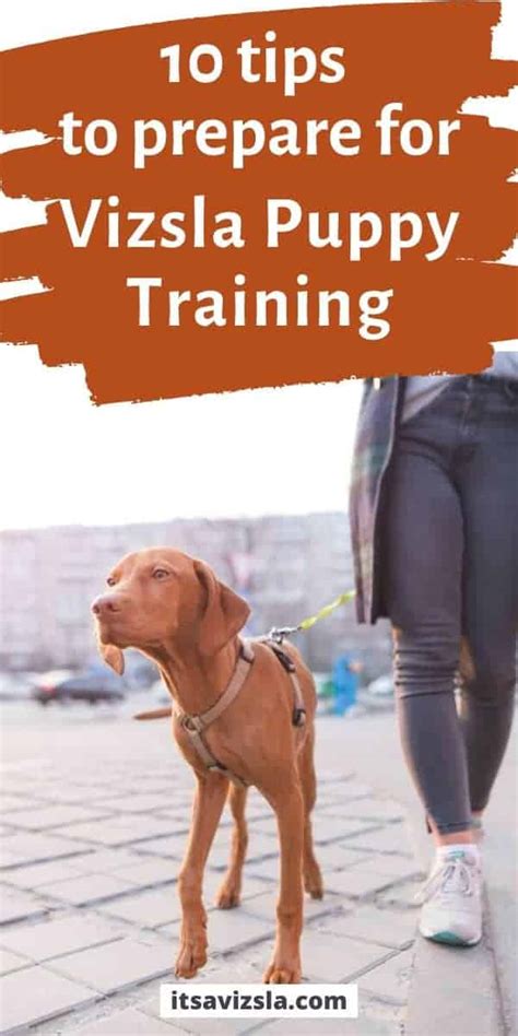 Getting started: training vizsla puppies | It's A Vizsla