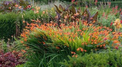 Great Companion Plants for Your Crocosmia