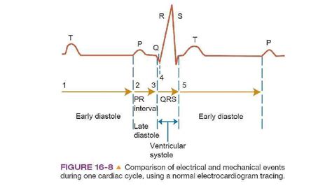 The cardiac cycle and ECG Learning objectives