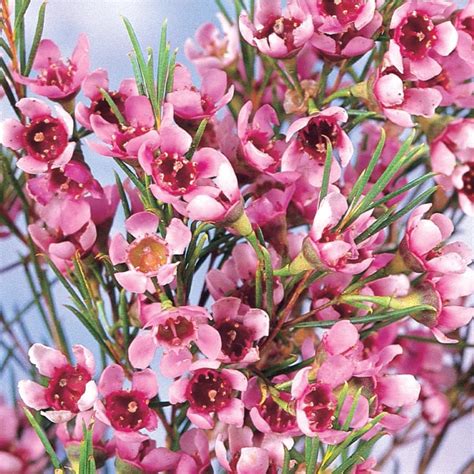 Pink Geraldton Waxflower Accent Shrub in Pot (With Soil) (L5899) at Lowes.com