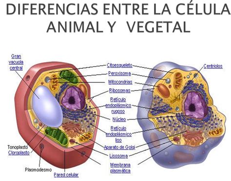 BI0LOGIA 6: DIFERENCIAS ENTRE CÉLULA ANIMAL Y CÉLULA VEGETAL