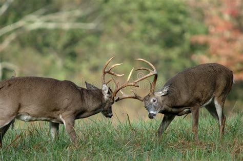 Whitetail deer fighting stock image. Image of dominance - 134163