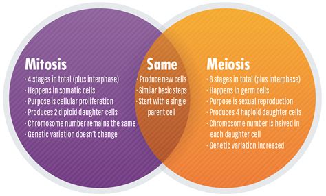 Similarities And Differences Between Mitosis And Meiosis Ven