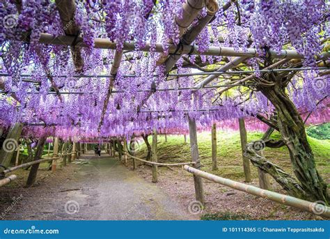 Wisteria Tunnel at Kawachi Fuji Garden Stock Image - Image of plant, landscape: 101114365