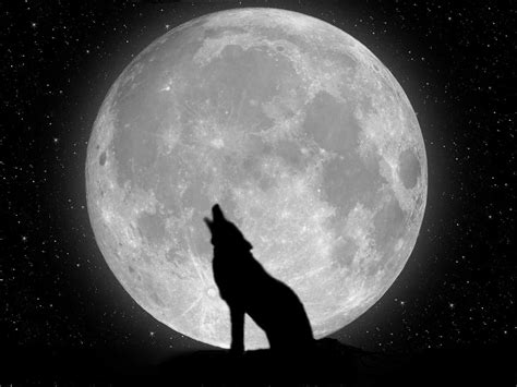 Wolf Moon Wallpapers - Top Free Wolf Moon Backgrounds - WallpaperAccess