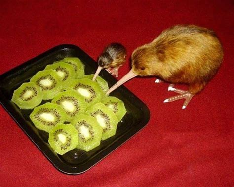 Canibalismo: Kiwi ave (Apteryx) comendo a fruta kiwi (Actinidia deliciosa)! Cannibalism: Kiwi ...