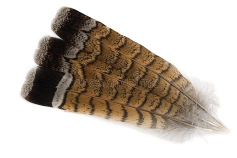 Grouse feathers stock photo. Image of colorful, individual - 22337362