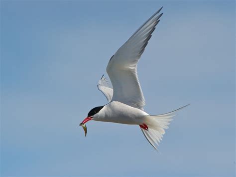 Arctic Tern – "OCEAN TREASURES" Memorial Library