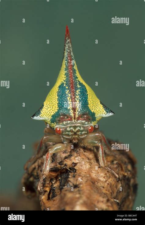 THORN BUG Stock Photo - Alamy